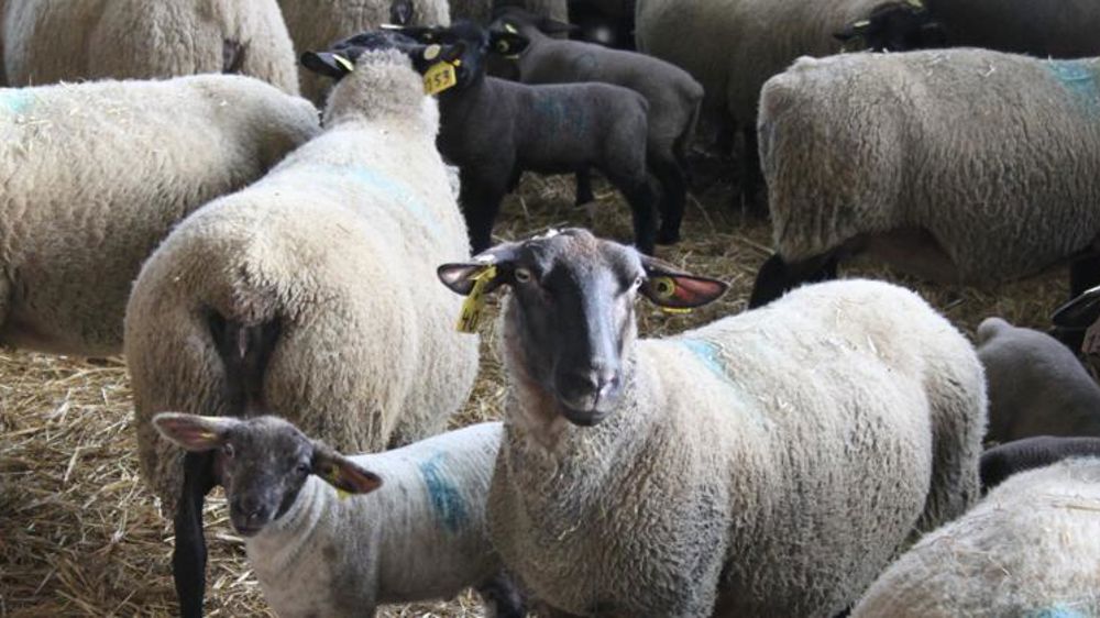 Le montant des aides ovines et caprines