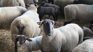 Le montant des aides ovines et caprines Le montant des aides ovines et caprines