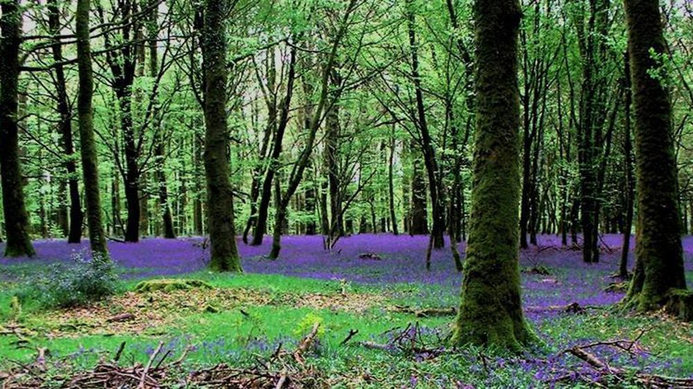 © M. Ripoche/Wikipedia