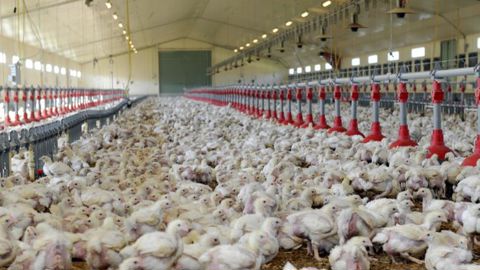 Les abattages de poulets et canards chutent Les abattages de poulets et canards chutent