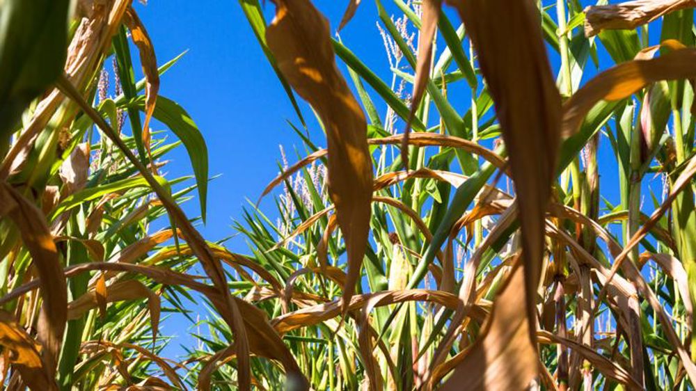 Les récoltes pénalisées par le réchauffement climatique