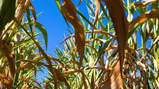 Les récoltes pénalisées par le réchauffement climatique Les récoltes pénalisées par le réchauffement climatique