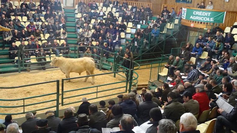 8 900 € pour un taureau charolais sans cornes