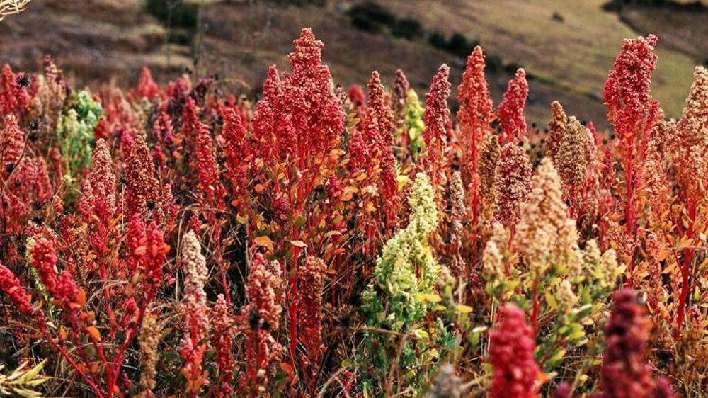 © M. Chédel/Wikipédia