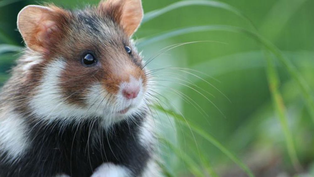 Les « zones prioritaires pour la biodiversité » sont créées