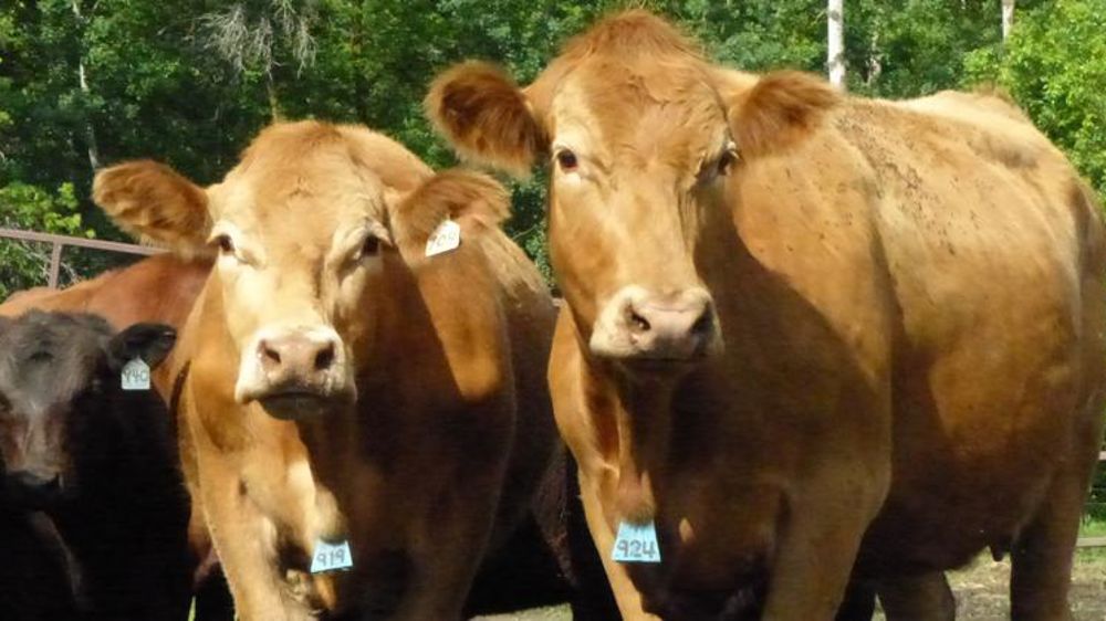 Les éleveurs français « trahis » par les parlementaires