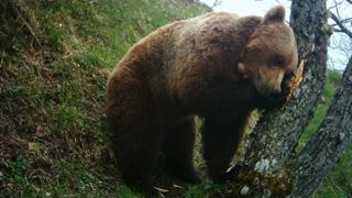 Un « volet ours brun » en débat Un « volet ours brun » en débat