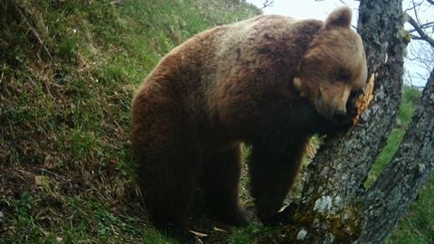 Un « volet ours brun » en débat Un « volet ours brun » en débat