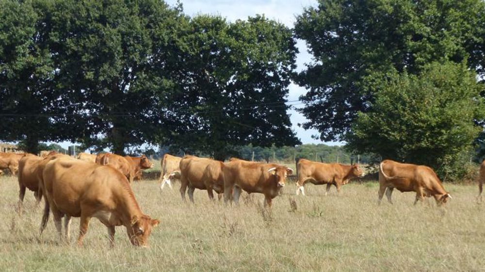 Pour une approche plus globale de l’impact de l’élevage