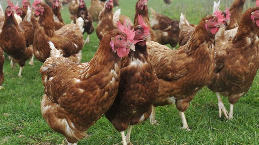 Metro vise la fin des œufs de poule en cage en 2025
