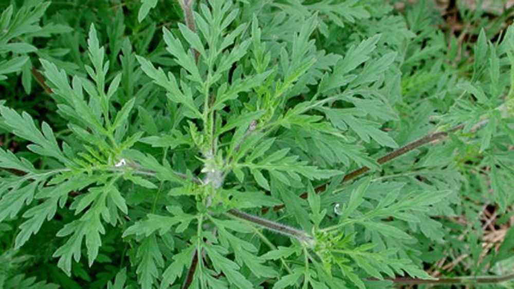 © http ://www.ambroisie.info