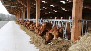 Plus de viande mais autant de têtes Plus de viande mais autant de têtes