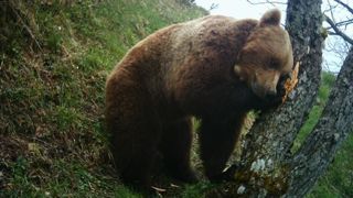 Les dommages d’ours restent concentrés dans trois départements : Ariège, Haute-Garonne et Hautes-Pyrénées. © ONCFS Équipe Ours/Réseau ours brun. Les dommages d’ours restent concentrés dans trois départements : Ariège, Haute-Garonne et Hautes-Pyrénées. © ONCFS Équipe Ours/Réseau ours brun.