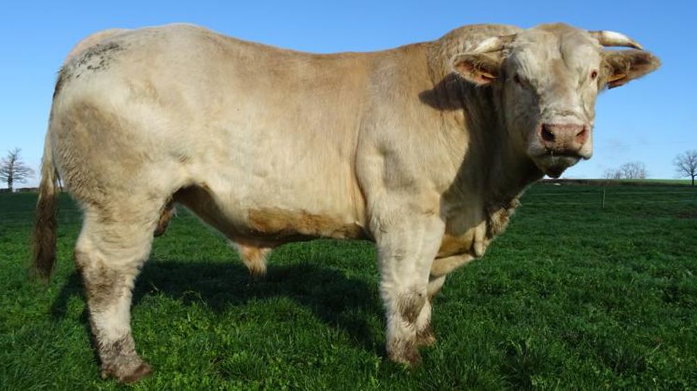 Les nouveaux services proposés par le herd-book