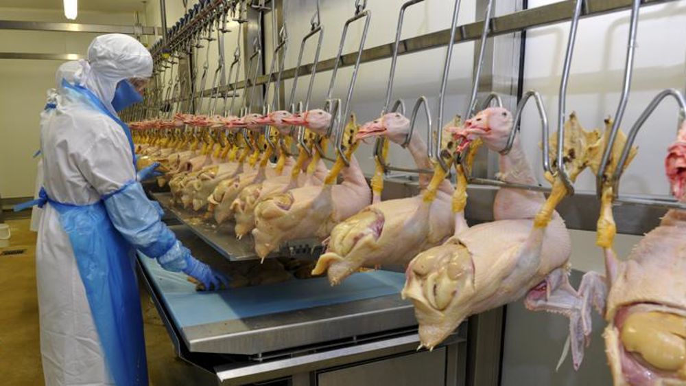 Usine d’abattage de canards, prélèvement des foies gras. © Cédric Faimali/GFA