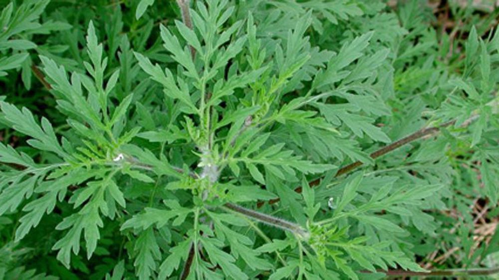 © http ://www.ambroisie.info