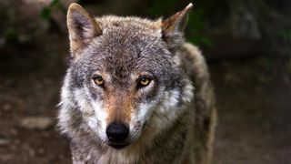 Les loups « gagnent » l’Aveyron Les loups « gagnent » l’Aveyron