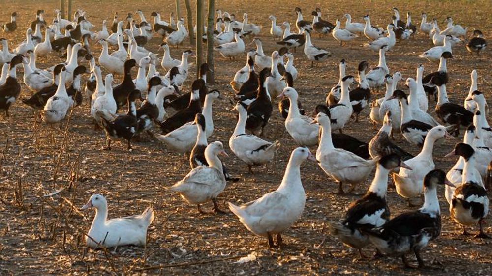 Tout sur la remise en place des canards