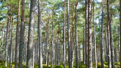 Le prix des bois sur pied progresse Le prix des bois sur pied progresse