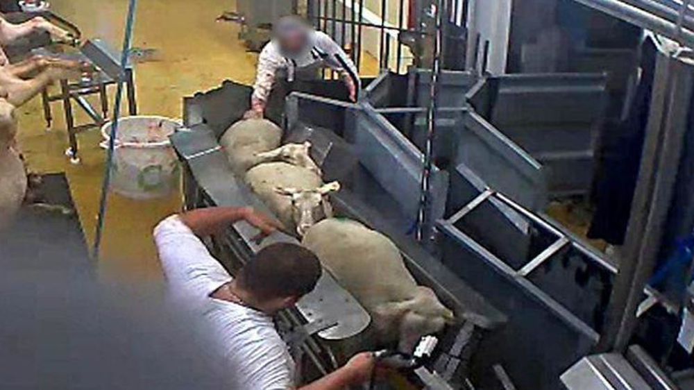 Image prise par L214 dans l’abattoir du Vigan.