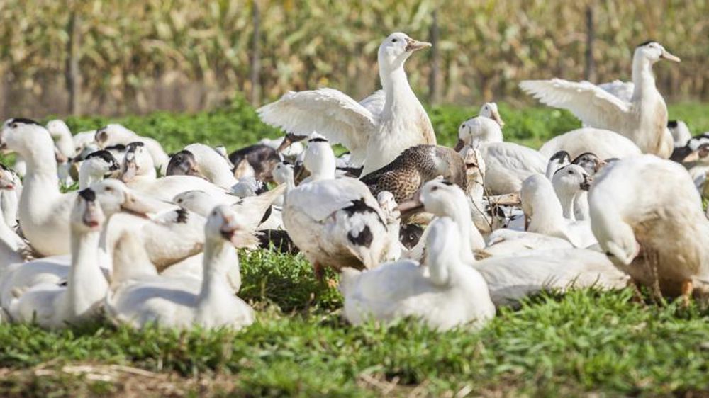 © Philippe Glorieux