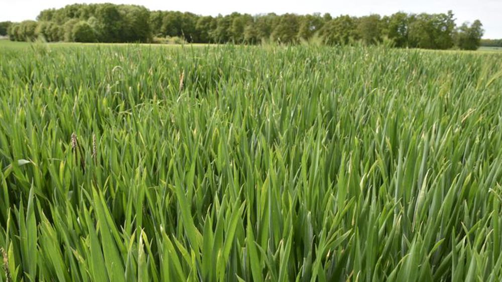 De bonnes conditions de culture