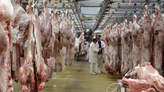 La France, poids lourd de la filière du veau La France, poids lourd de la filière du veau