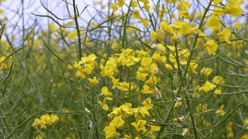 © Cédric Faimali/GFA