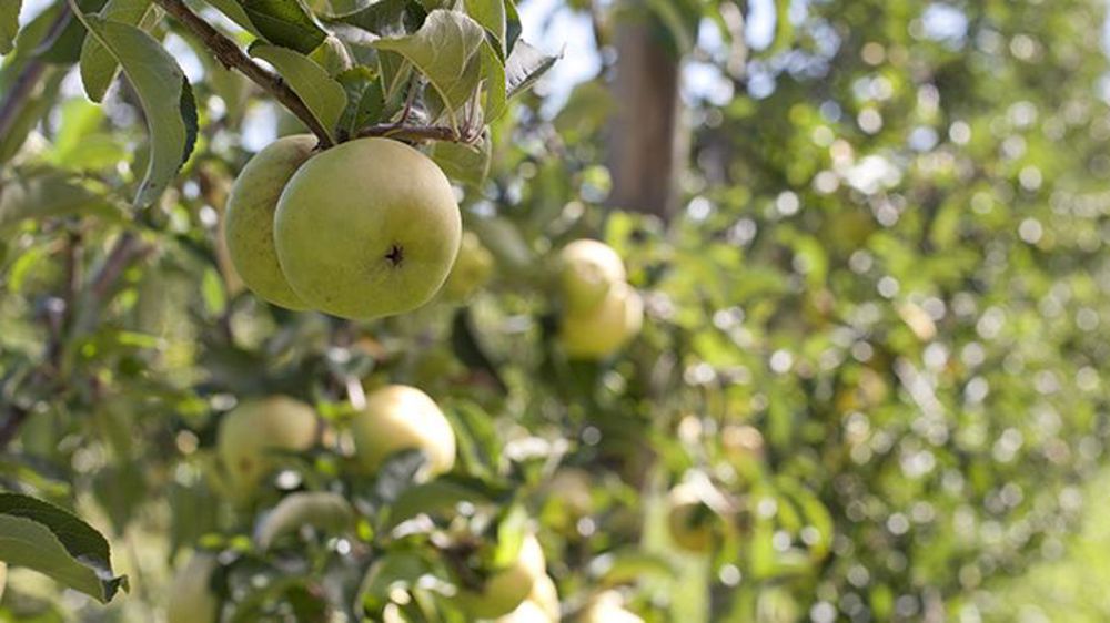 Le génome du pommier décortiqué