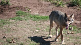 « J’ai couru entre le loup et le troupeau » « J’ai couru entre le loup et le troupeau »