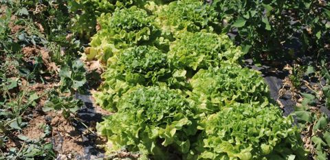 Pour élargir son offre, le Gaec a démarré une activité maraîchage en plus des fraises. © B. Cailliez