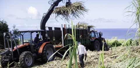 Les fagots sont chargés dans la remorque par une pelleteuse à crochets. Les feuilles séchées constituent un amendement humique. © Jean-Paul Frétillet