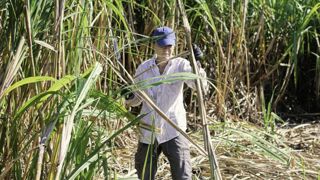 À la source du sucre de canne de La Réunion À la source du sucre de canne de La Réunion