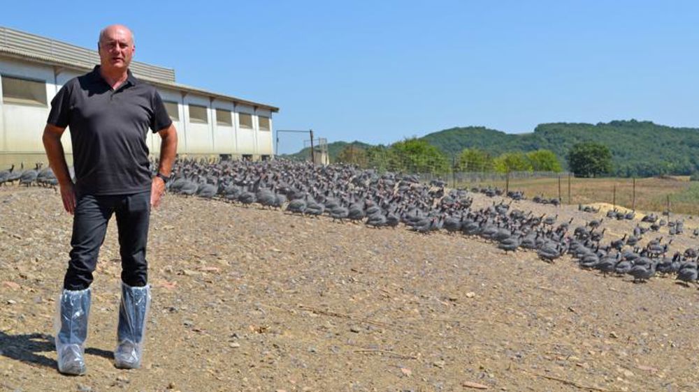 Des pintades pour les fêtes 