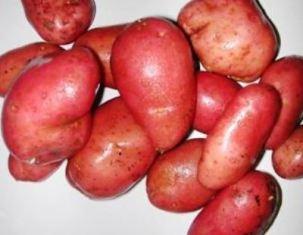 Avec des prix ayant chuté de 70 % et de bonnes valeurs nutritives, les coproduits de pommes de terre présentent de bons atouts en alimentation animale.