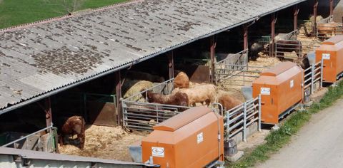 Dans l’atelier d’engraissement, les mâles sont allotés en une vingtaine d’animaux par box paillé. Ils disposent de foin et d’aliment à volonté. Les nourrisseurs sont remplis par le camion de la coopérative. © Laurent Devaux