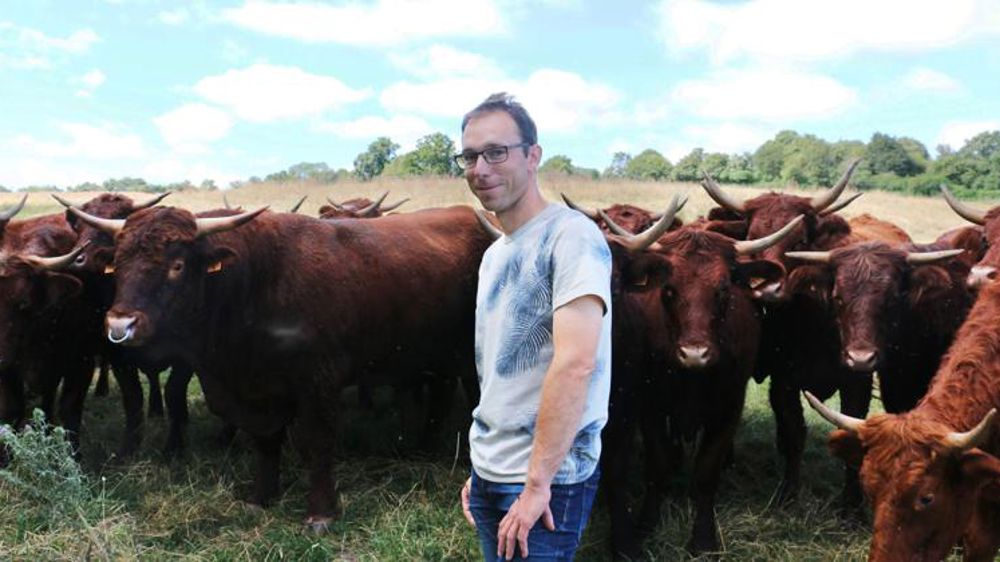 320 vaches salers en plein air intégral