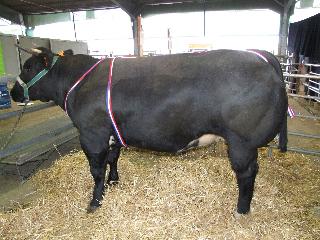 cholet 2011