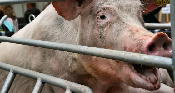 Truies bien être animal