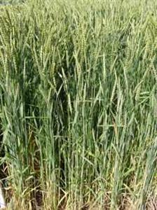 L'épeautre, riche en cellulose, a un effet bénéfique sur la rumination
