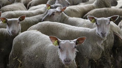 Repli des abattages en août Repli des abattages en août