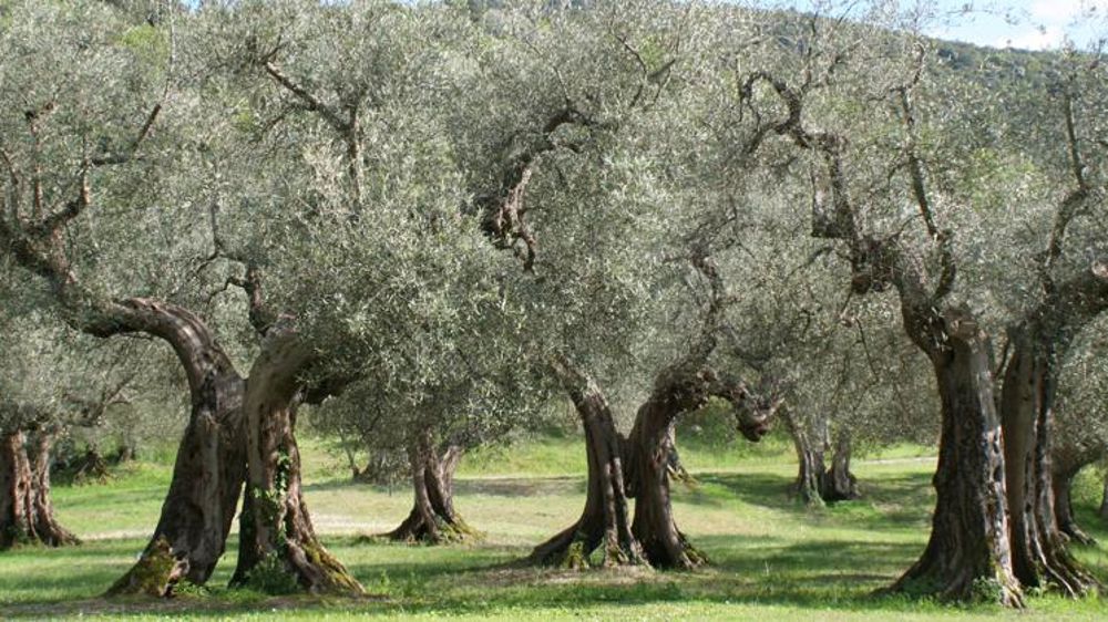 Un test de détection rapide