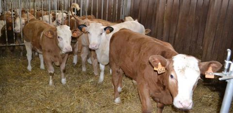 Reçus à un mois, les veaux mâles croisés lait × viande sont logés à cinq par box paillé de 9 m2 et disposent chacun d’une logette pour se nourrir. La paille est stockée au sein du bâtiment. © Florence Jacquemoud
