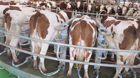 Le prix du lait se stabilise à 356 €/1 000 litres Le prix du lait se stabilise à 356 €/1 000 litres