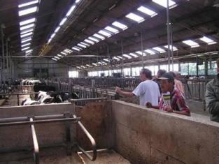 Dans l'élevage Flaasdijk, vaches et génisses sont logées sous un même bâtiment