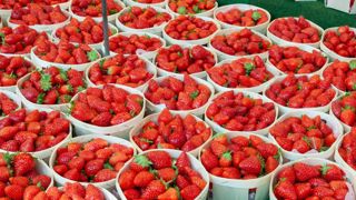 Les filières de la fraise et de l’asperge en difficulté Les filières de la fraise et de l’asperge en difficulté