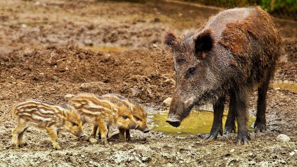 Les prélèvements de sangliers autorisés dans les Landes