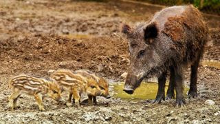 Les prélèvements de sangliers autorisés dans les Landes Les prélèvements de sangliers autorisés dans les Landes