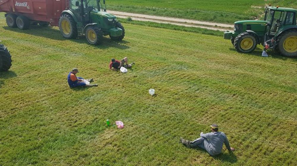 Comment ils ensilent l’herbe en gardant leurs distances