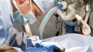 Les vétérinaires en renfort Les vétérinaires en renfort
